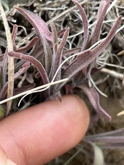 Castilleja thompsonii