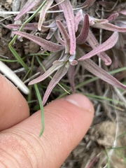 Castilleja thompsonii