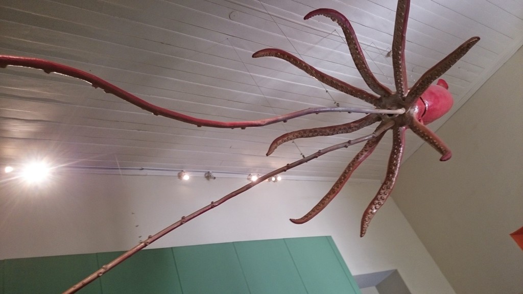 Colossal squid