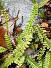 Blechnum penna-marina