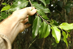 Casearia multinervosa