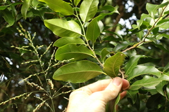 Casearia multinervosa