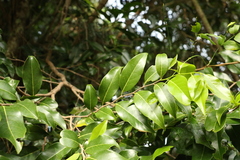 Casearia multinervosa