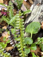 Blechnum penna-marina