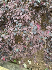 Loropetalum chinense