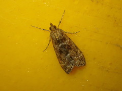 Scoparia animosa