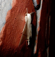 Ourapteryx marginata