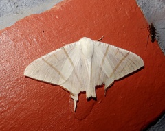 Ourapteryx marginata