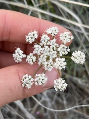 Lomatium piperi