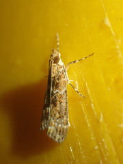 Scoparia animosa