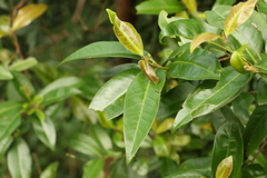 Backhousia subargentea