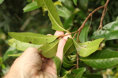 Backhousia subargentea