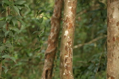 Backhousia subargentea