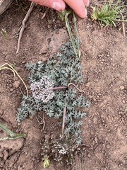 Lomatium canbyi