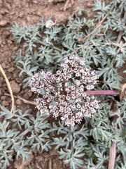 Lomatium canbyi
