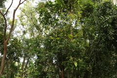 Backhousia subargentea