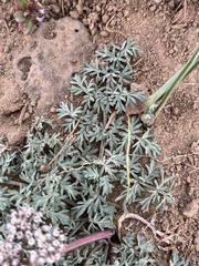 Lomatium canbyi
