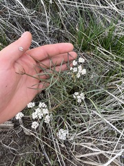 Lomatium piperi