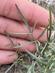 Lomatium piperi
