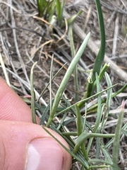 Lomatium piperi