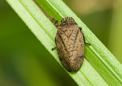 Zulia pubescens