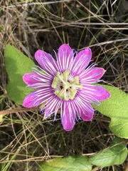 Passiflora urbaniana