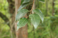 Excoecaria dallachyana