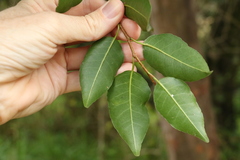 Excoecaria dallachyana