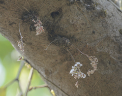 Dendrobium turbinatum