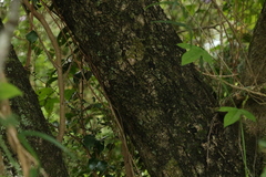 Excoecaria dallachyana