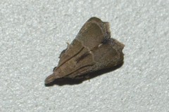 Streptopalpia