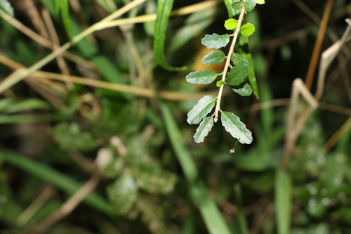 Image of Acalypha capillipes by (c) Greg Tasney, some rights reserved (CC BY-SA)
