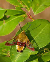 Hemaris fuciformis