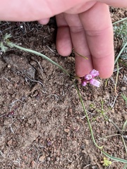 Allium scilloides