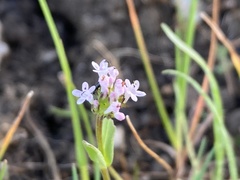 Plectritis macrocera macrocera