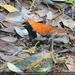 Ryukyu Robin - Photo (c) 林孫鋒, some rights reserved (CC BY-SA), uploaded by 林孫鋒