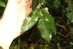 Flindersia xanthoxyla