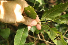 Flindersia xanthoxyla