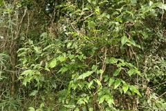 Flindersia xanthoxyla