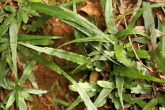Asplenium attenuatum