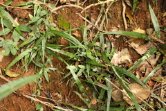 Asplenium attenuatum
