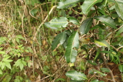 Cupaniopsis parvifolia