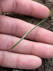 Allium scilloides