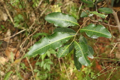 Cupaniopsis parvifolia