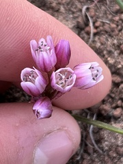 Allium scilloides