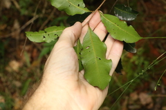 Cupaniopsis parvifolia