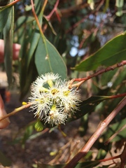 Eucalyptus microcarpa