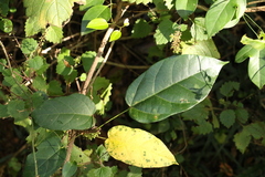 Sterculia quadrifida