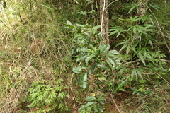 Cupaniopsis parvifolia