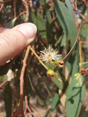 Eucalyptus microcarpa